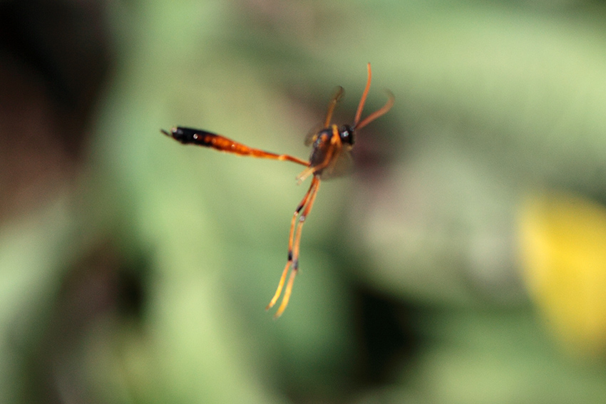 Ichneumonidae  Anomaloninae